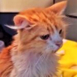 Maxime, Kucing Pejuang yang Datang untuk Pergi